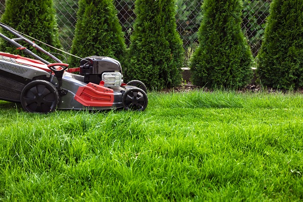 Complete Lawn Care Guide for Beginners