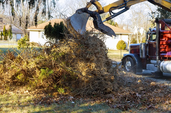 Benefits Of Tree Services: How It Can Help Your Business