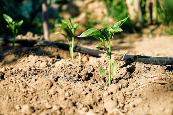 The Complete Guide to Drip Irrigation System